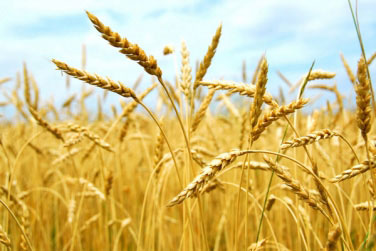 Аграрії намолотили перший мільйон тонн зерна нового врожаю, — Міністр
