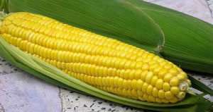 Ціна української кукурудзи зростає