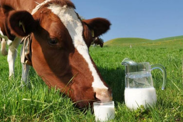 Кооперація підвищить якість домашнього молока та допоможе відкрити нові ринки, — Олексій Павленко