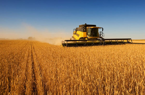 Хлібороби Черкаської області намолотили перший мільйон тонн зерна нового врожаю