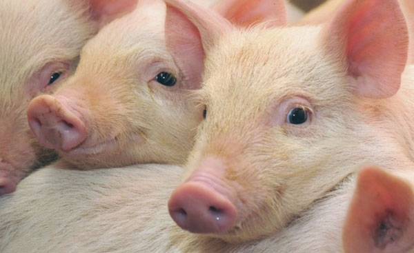 Черкаській області загрожує розповсюдження африканської чуми свиней