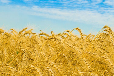 Намолочено майже 23 млн тонн пшениці нового врожаю