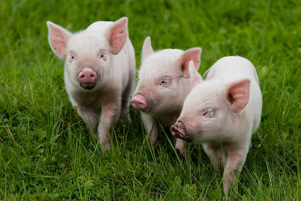 В області вже розпочали перевірку свиногосподарств
