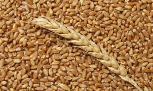 Аграрії поставили ПАТ «Аграрний фонд» близько 100 тис. тонн зерна