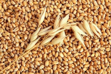 Аграрії поставили ПАТ «Аграрний фонд» близько 500 тис. тонн зерна