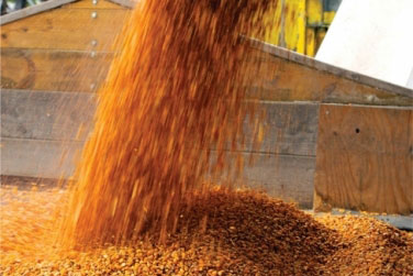 Україна експортувала майже 7 млн тонн зернових