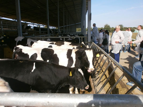 Досвідом з розвитку галузі молочного скотарства обмінюються професіонали.