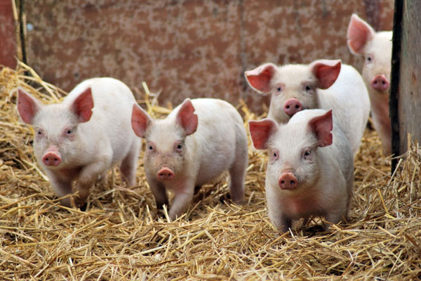  Білорусь призупинила імпорт Черкаської свинини
