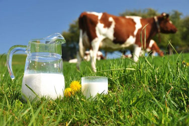  В Україні підвищується якість молока екстракласу, яке відповідає міжнародним стандартам, - Микола Кваша