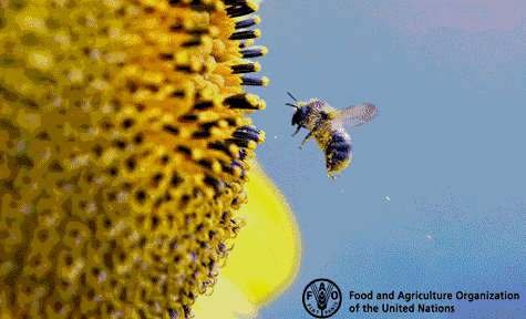Бджоли забезпечують продовольчу безпеку, - висновок FAO