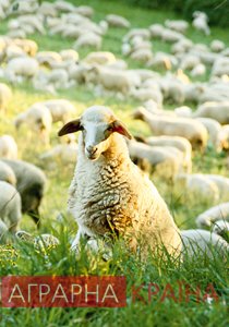 Правильне годування овець залежно від віку та статі